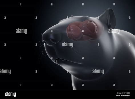 Rat Brain Anatomy Stock Photo - Alamy