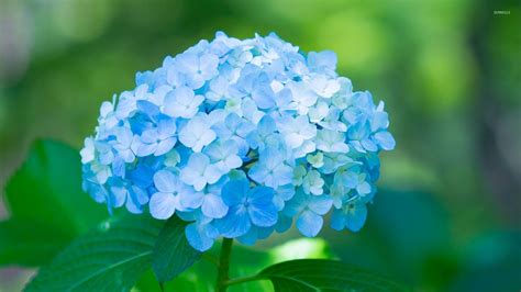 🔥 [40+] Blue Hydrangea Wallpapers | WallpaperSafari