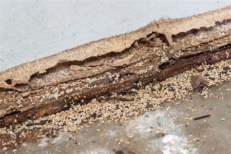 The Difference Between Termites and Ants