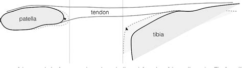 [PDF] Ultrasound-based testing of tendon mechanical properties: a ...