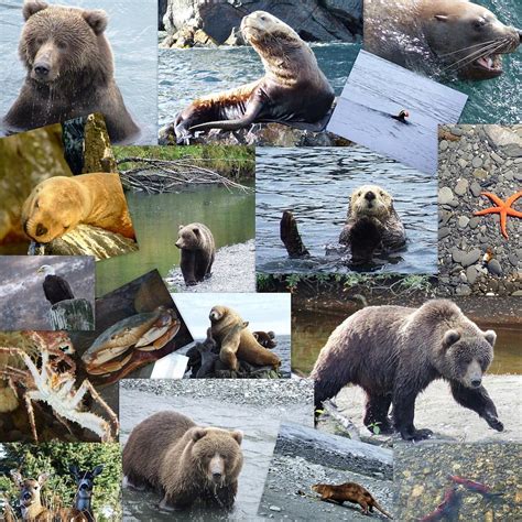 Kodiak Island Wildlife Photograph by Penelope Cyr-Lorenson