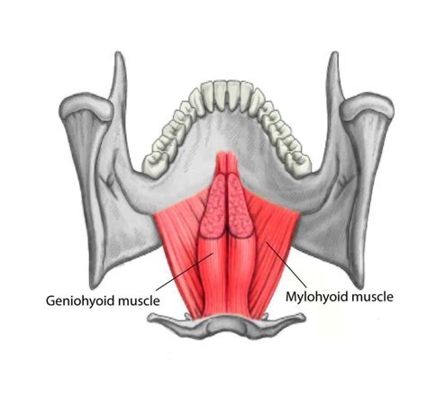 Geniohyoid Muscle