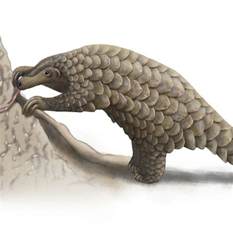 Giant Pangolin