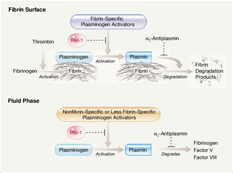 The Fibrinolytic System | Download Scientific Diagram