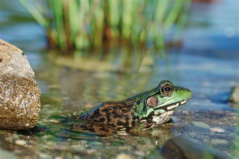 10 Facts About Amphibians