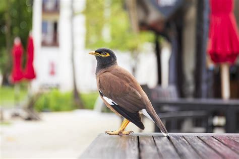 Myna Stock Photos, Images and Backgrounds for Free Download