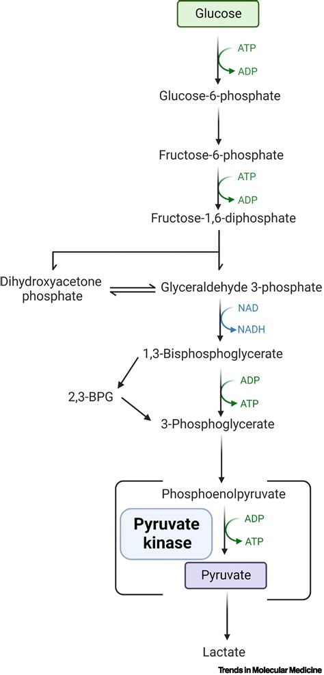 Updates and advances in pyruvate kinase deficiency: Trends in Molecular ...