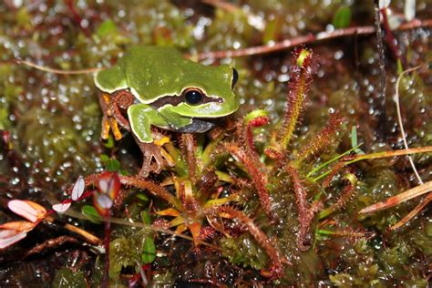 Jaylin Development Threatens Habitat - Protecting the New Jersey ...