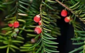 Yew Tree Meaning And Symbolism: Battle Ground - SunSigns.Org