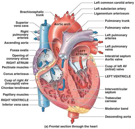 CHAMBERS OF HEART - New