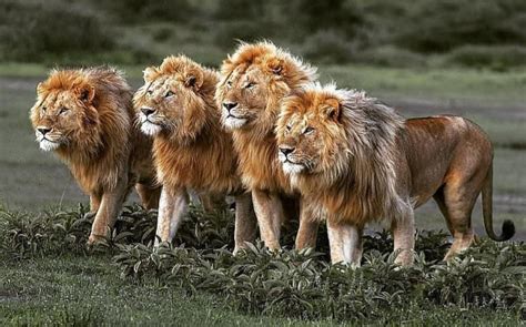 African Lion Pride With Male