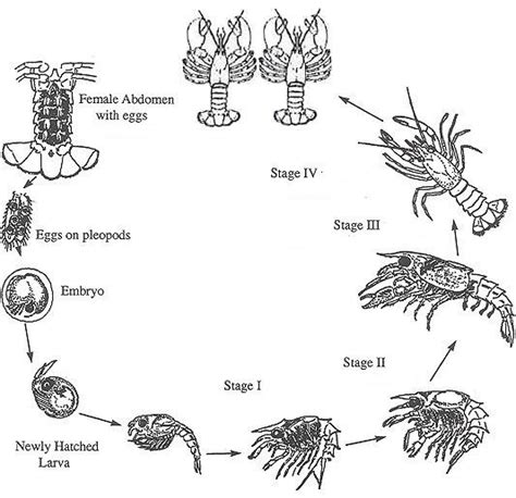 Lobster Anatomy Diagram Label