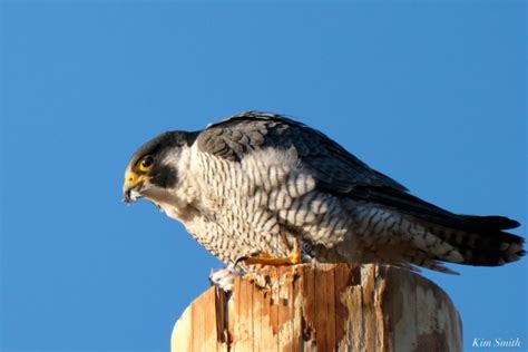 Peregrine falcon conservation success | Kim Smith Films