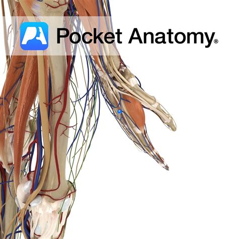 Dorsal metacarpal veins - Pocket Anatomy