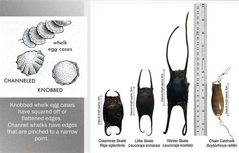 Spring Skate & Whelk Egg Case Hunt — Save Coastal Wildlife