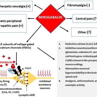 Mechanisms of action and therapeutic effects of mirogabalin. | Download ...