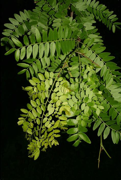 Gleditsia triacanthos (honey-locust): Go Botany