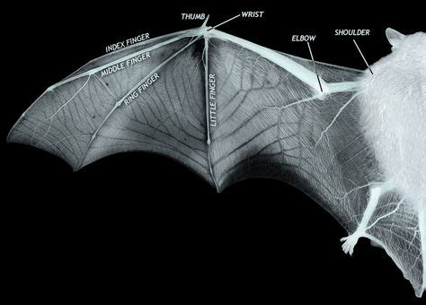 Diagram showing the structure of bat wing: a thin membrane of skin ...