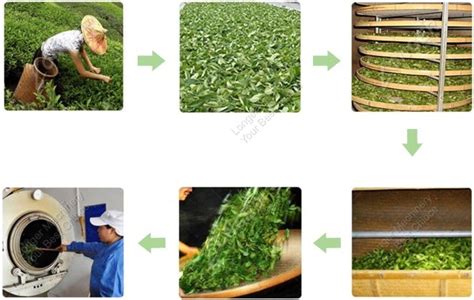 What Is Tea Manufacturing Process?