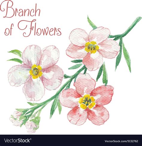 Branch of apple blossom Royalty Free Vector Image