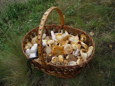 File:Edible fungi in basket 2009 G1.jpg