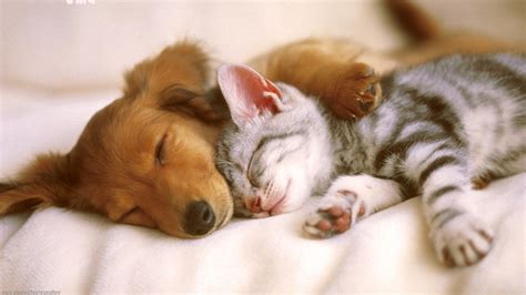 Cute Dog and Cat Wallpaper Free Download