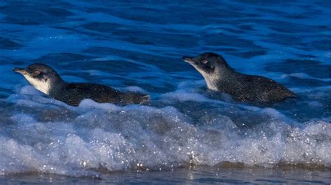 Statewide Penguin Advisory Group planned as Tasmania seeks to secure ...