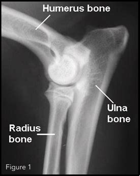 How To Treat Elbow Dysplasia In Dogs