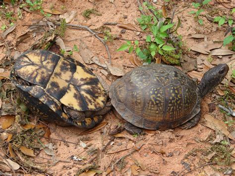 File:Box Turtles Mating - two miles east of KMOB.jpg