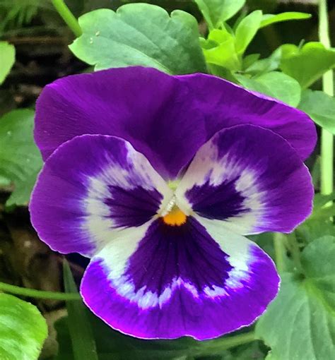 Purple tricolor pansy flower. Cutie Photograph by Sofia Goldberg - Pixels