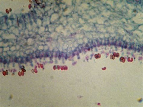 DIVISION BASIDIOMYCOTA mushroom (Coprinus); high magnification of gills ...