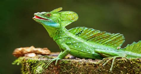 Basilisk Lizard - Learn About Nature