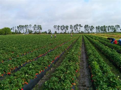 Florida Strawberries are Coming Early - Wish Farms