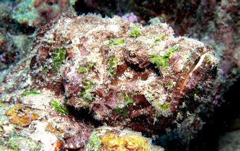 Stonefish - Oceana