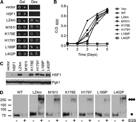 Leucine zipper mutations promote human HSF1−dependent yeast growth and ...