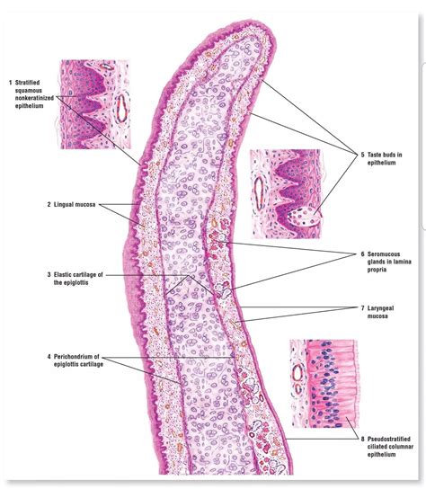 Epiglottis Histology. #histology... - Learning Anatomy