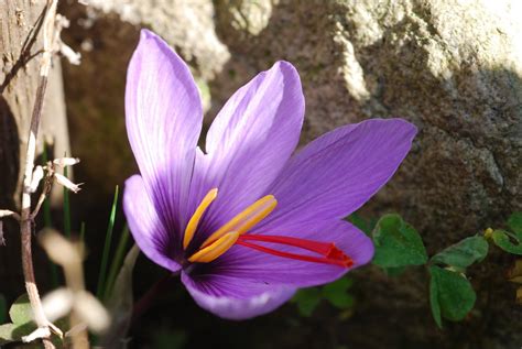 Saffron Crocus Wallpapers Images Photos Pictures Backgrounds