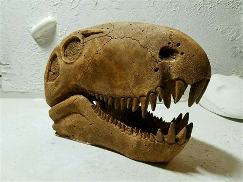 Dimetrodon skull replica by Colosso fossils | Skull, Fossils, Replicas