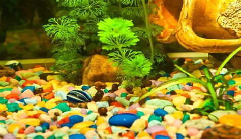 6 Best Aquarium Gravel Reviewed | Aqua Movement