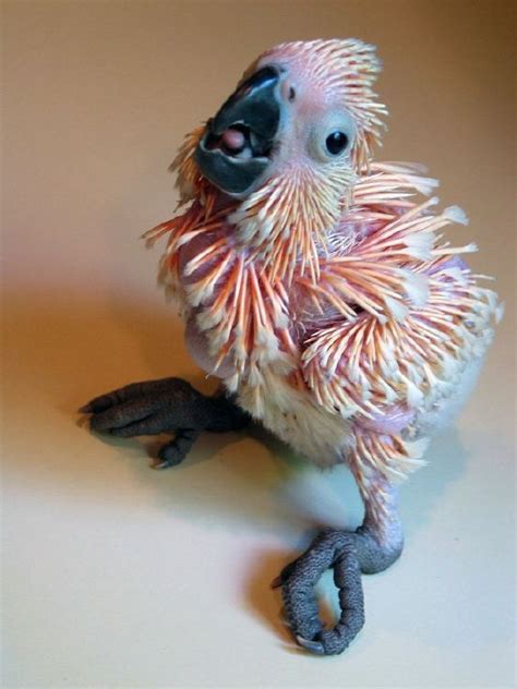 Moluccan Cockatoo Baby. He's not a feathered beauty YET, but he will be ...