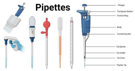 Pipette- Principle, Parts, Types, Procedure, Uses, Examples