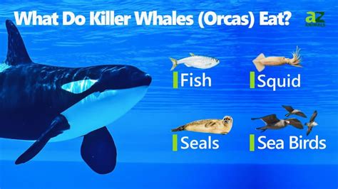 Leopard Seal vs Orca: What's the Difference? - A-Z Animals