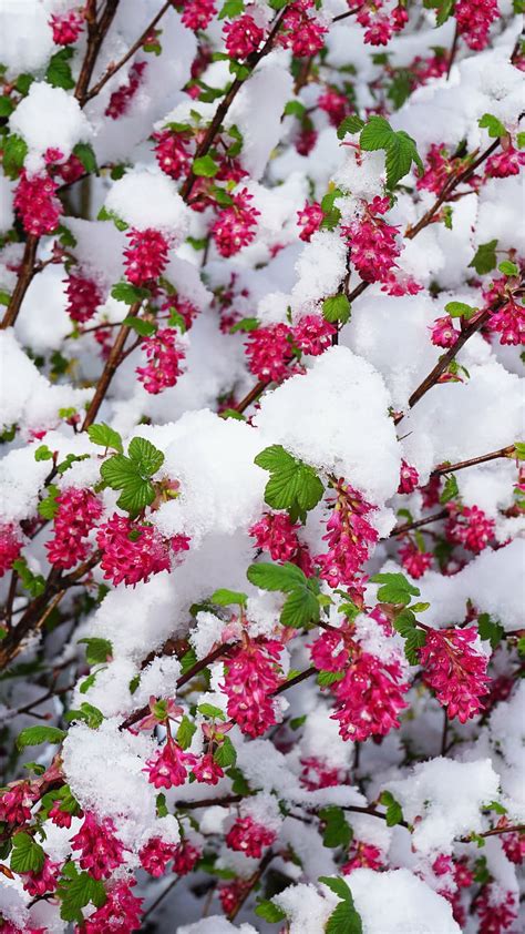 HD wallpaper: winter, spring, flowers, snow, bud, white, winter blast ...