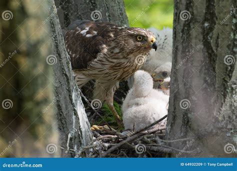 Cooper-s Hawk Feeding Chicks Stock Image - Image of accipiter, hunter ...