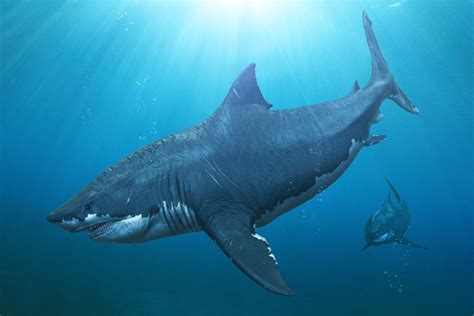 Megalodon: Facts about the long-gone, giant shark - Trendradars Latest