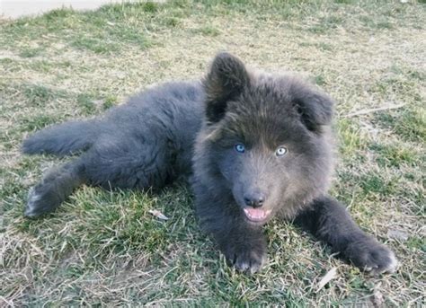 Blue Bay Shepherd: The New Blue Wolfdog on the Block