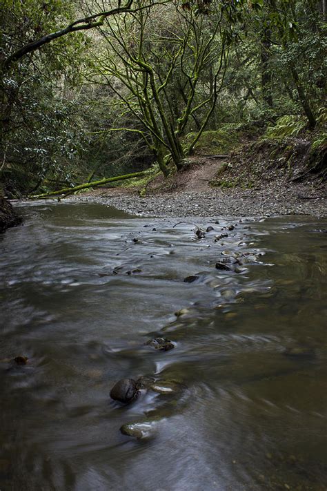 Aptos Creek -- Nisene Marks State Park Photograph by Morgan Wright - Pixels