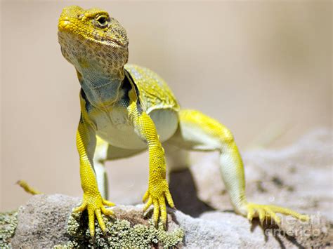 NEW Photographic Art Print For Sale Yellow Lizard Ghost Ranch New ...