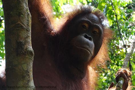 Looking into the eyes of an orangutan... – Official Orangutan ...