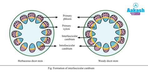 Differentiation, Dedifferentiation & Redifferentiation Definition ...